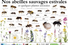 abeilles-auvages