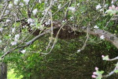 essaim-01052022-1-Grand