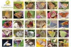 lepidopteres