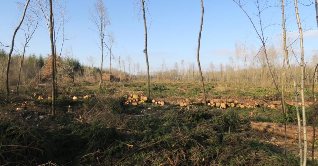 La coupe rase, une aberration écologique qui menace nos forêts Réseau — free download
